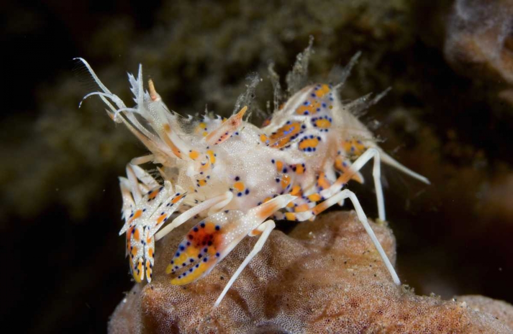 Indonesia, Sulawesi Island Tiny tiger shrimp